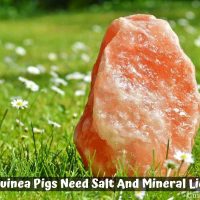 Do Guinea Pigs Need Salt And Mineral Licks?