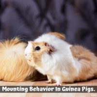 Mounting Behavior In Guinea Pigs