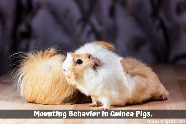 Mounting Behavior In Guinea Pigs What Does It Mean & Why They Do It