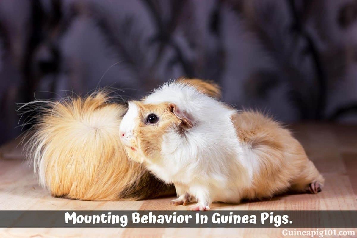 Mounting Behavior in Guinea Pigs: What Does It Mean & Why They Do It