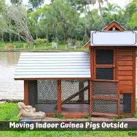 Moving Indoor Guinea Pigs Outside