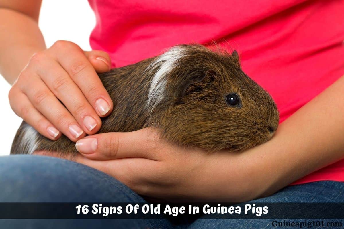 16 Signs Of Old Age In Guinea Pigs