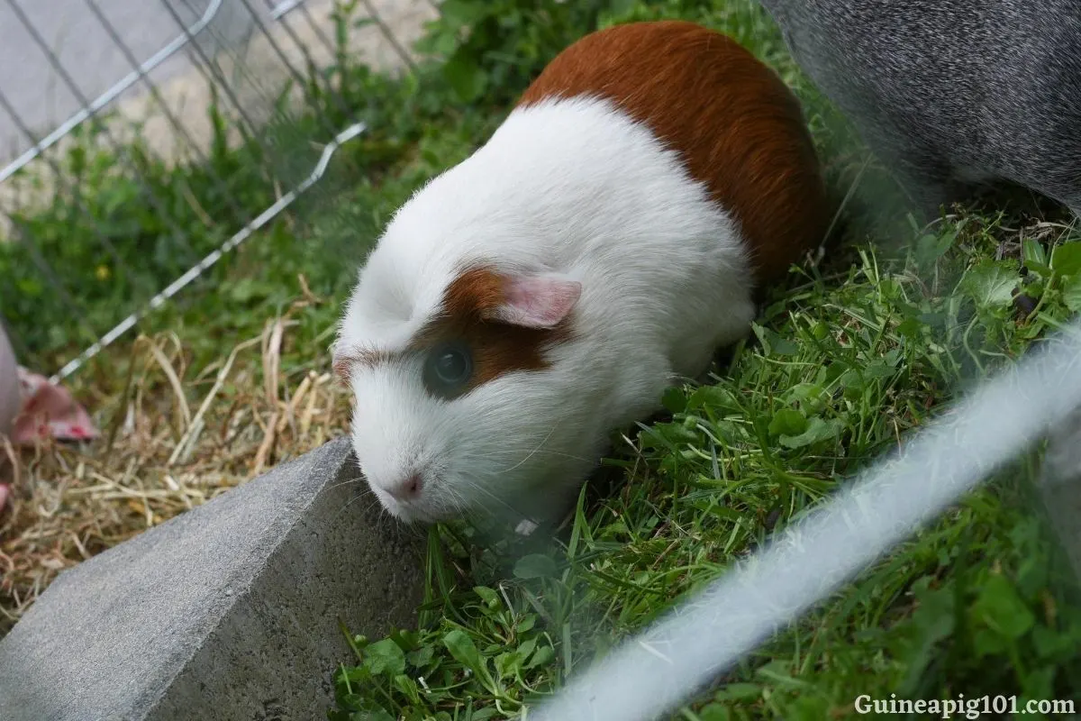 How do guinea pigs get ticks