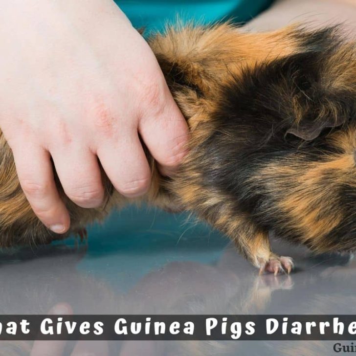 Guinea Pig Health Guinea Pig 101