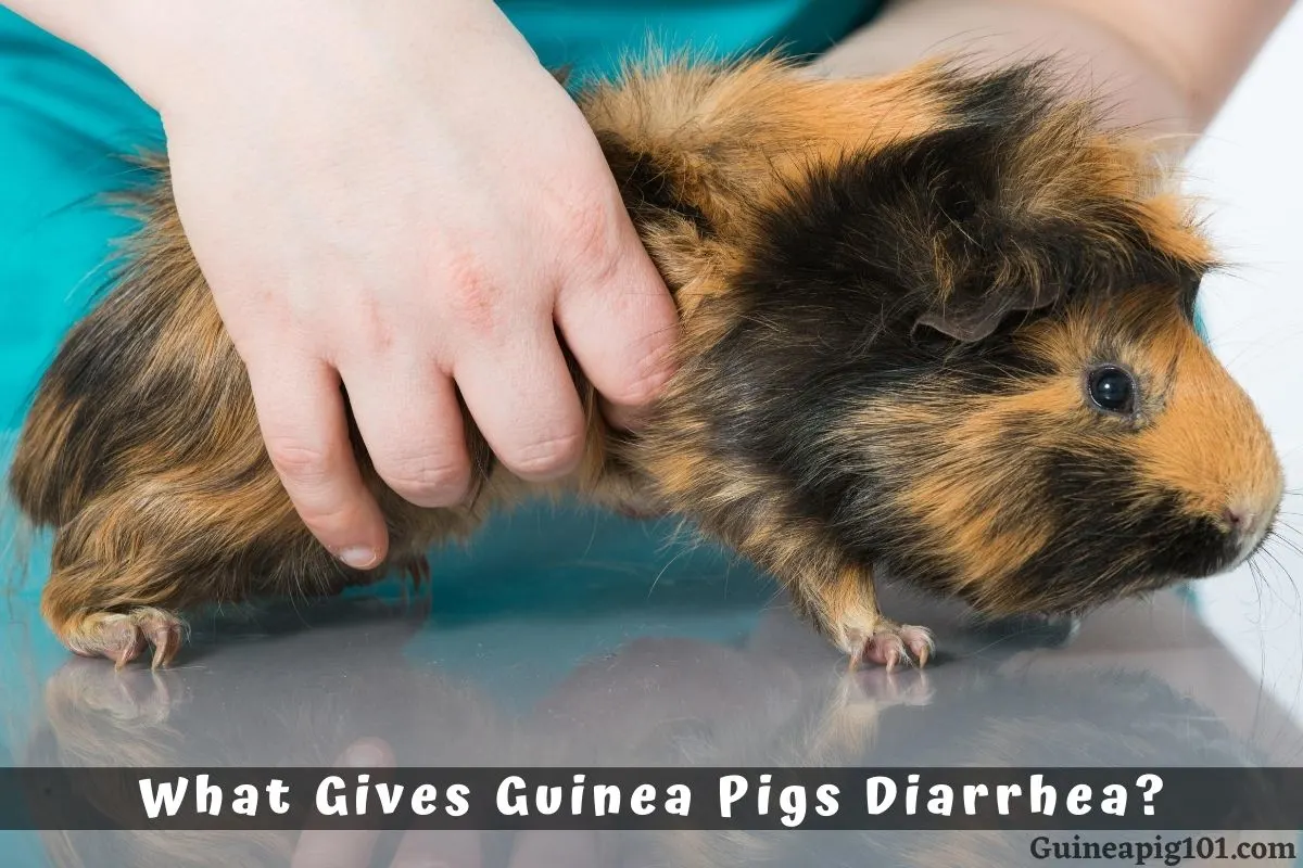 Treat guinea pig diarrhea hotsell at home