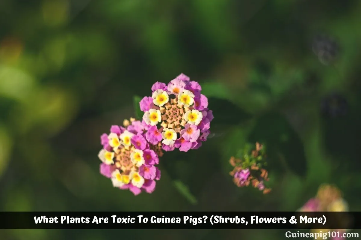 What Plants Are Toxic To Guinea Pigs? (Shrubs, Flowers & More)