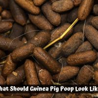 What Should Guinea Pig Poop Look Like?