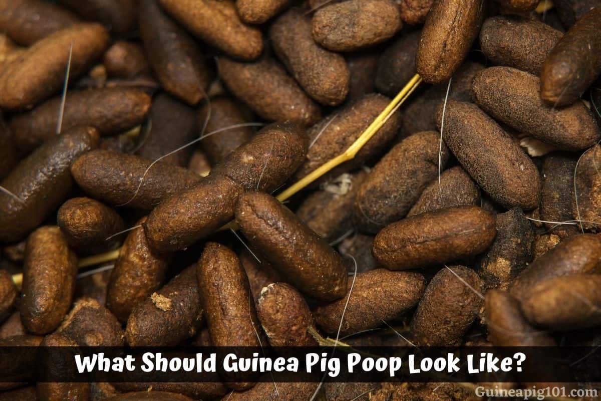 What Should Guinea Pig Poop Look Like? (Normal & Abnormal Poop)