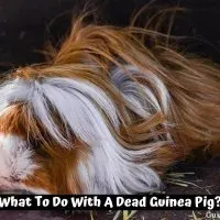 What To Do With A Dead Guinea Pig?