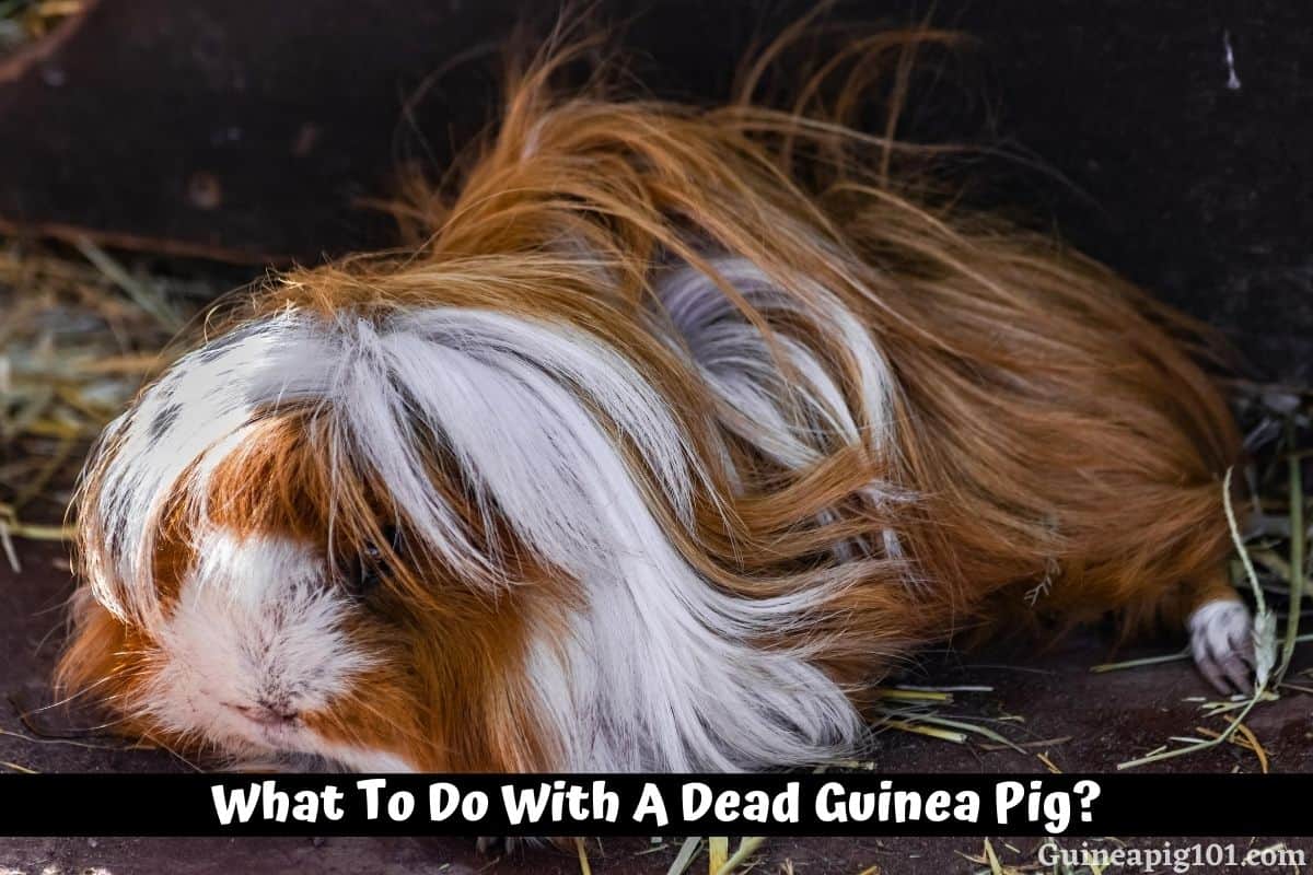 What to Do With a Dead Guinea Pig? (Cremation, Compost or Disposal)
