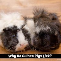 Why Do Guinea Pigs Lick?