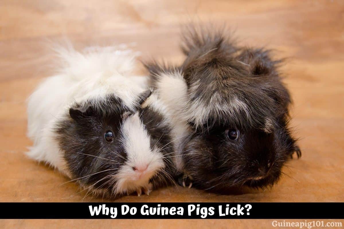 Why Does My Guinea Pig Lick Me, Each Other or the Cage?