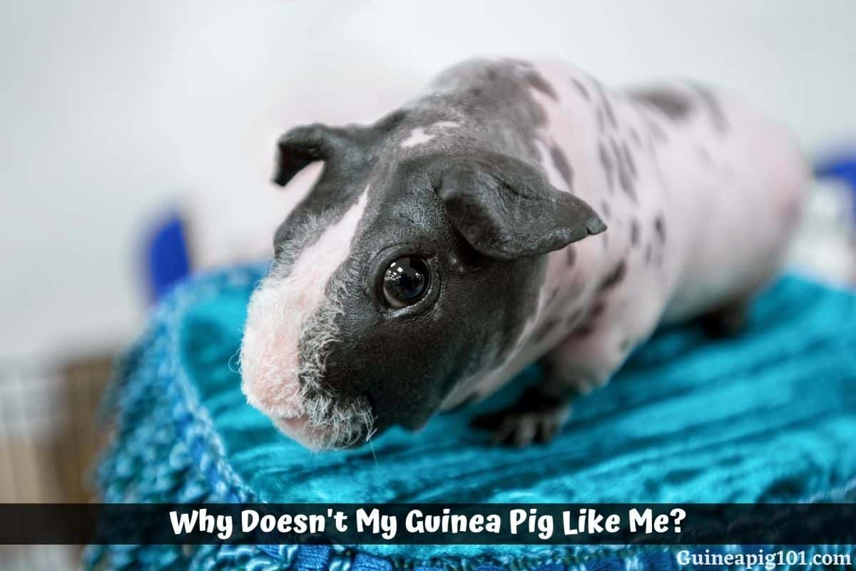Why Doesn’t My Guinea Pig Like Me? (Causes & What To Do)