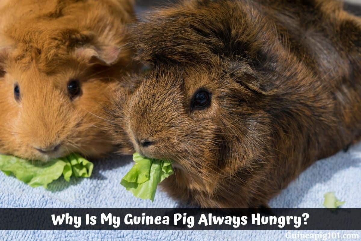 Why Is My Guinea Pig Always Hungry? (Causes & What to Do)