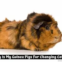 Why Is My Guinea Pigs Fur Changing Color?