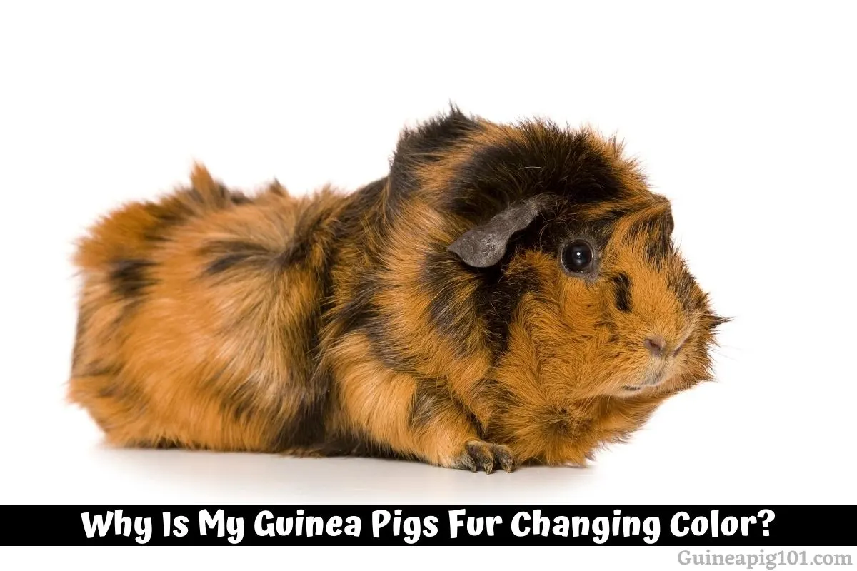 Why Is My Guinea Pigs Fur Changing Color?