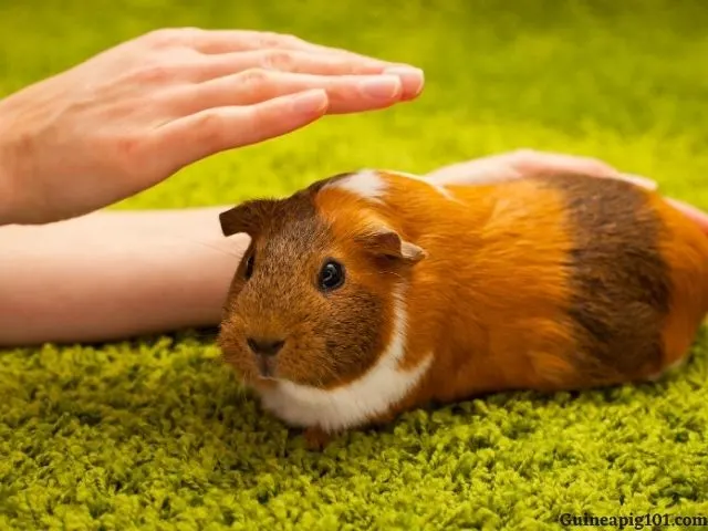 Are Guinea Pigs Hypoallergenic? Tips for guinea pig allergies!