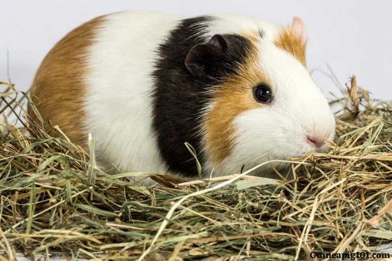 How Long Can You Leave Your Guinea Pig Alone?