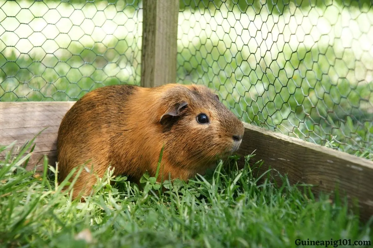 Can guinea pigs live outside all year round?