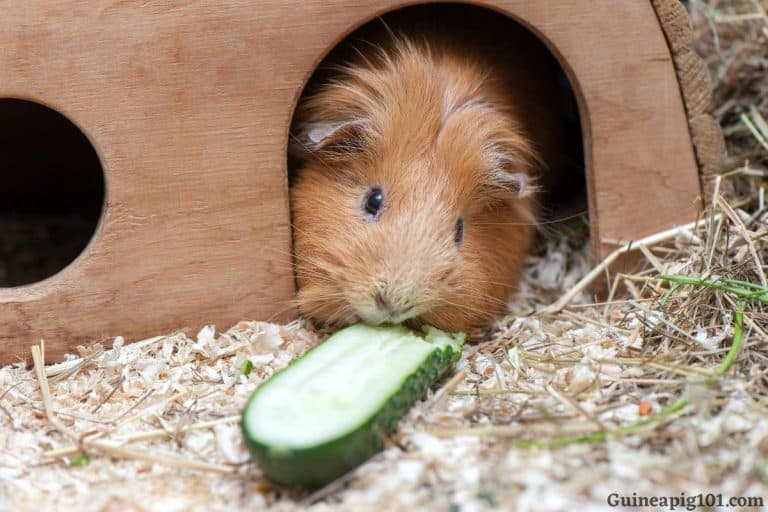 What To Feed Baby Guinea Pigs? (Hay, Veggies, Milk & More)
