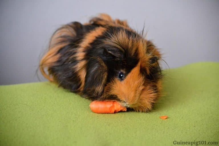 Why Doesn't My Guinea Pig Like Me? (Causes & What To Do)