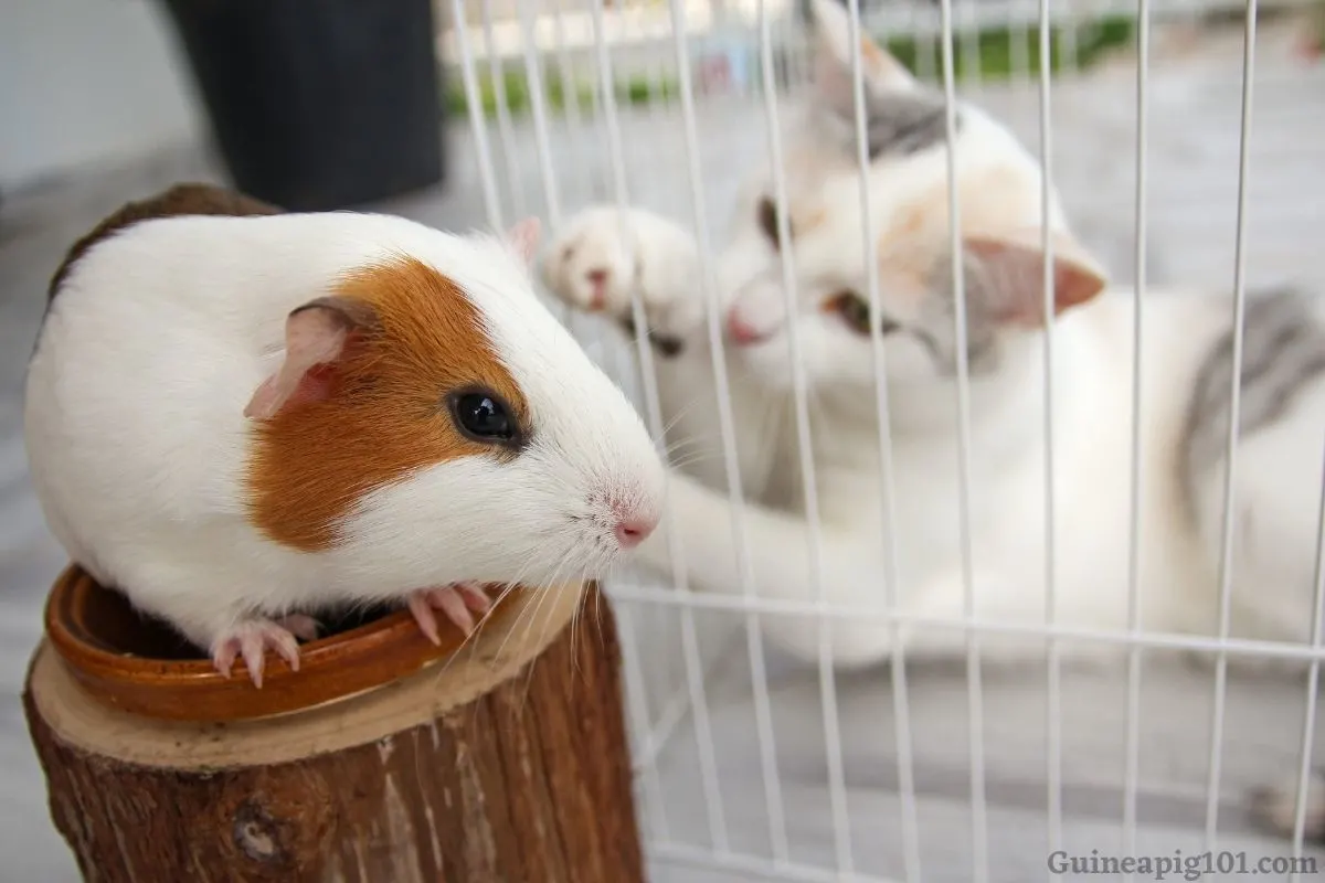 can guinea pigs live with cats and dogs