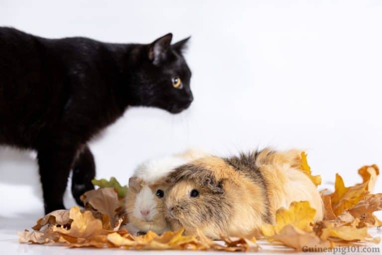 Do Guinea Pigs Get Along With Cats? Tips For Families Who Want To Own Both!