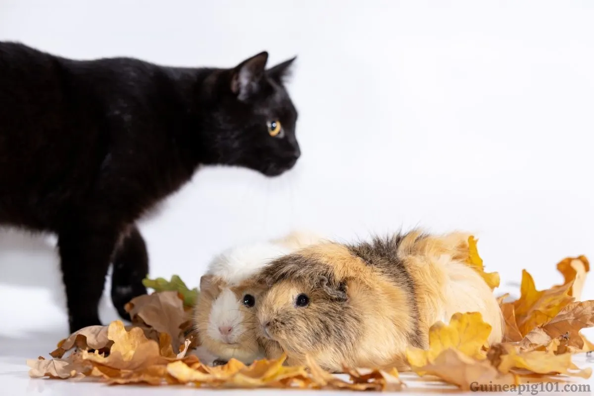 can guinea pigs live with cats and dogs