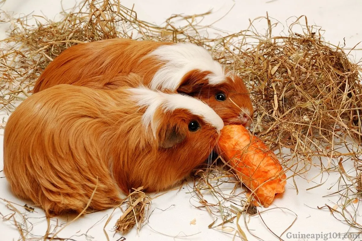 Guinea pigs eat clearance carrots