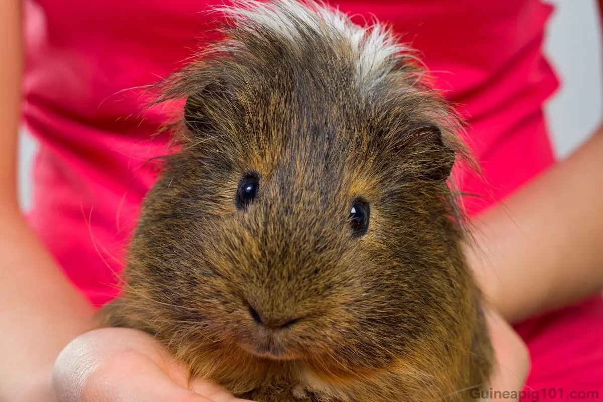 Crested Guinea Pig: Breed Spotlight(Care, Diet & More)