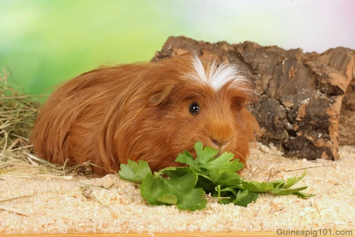 Crested Guinea Pig: Breed Spotlight(Care, Diet & More)