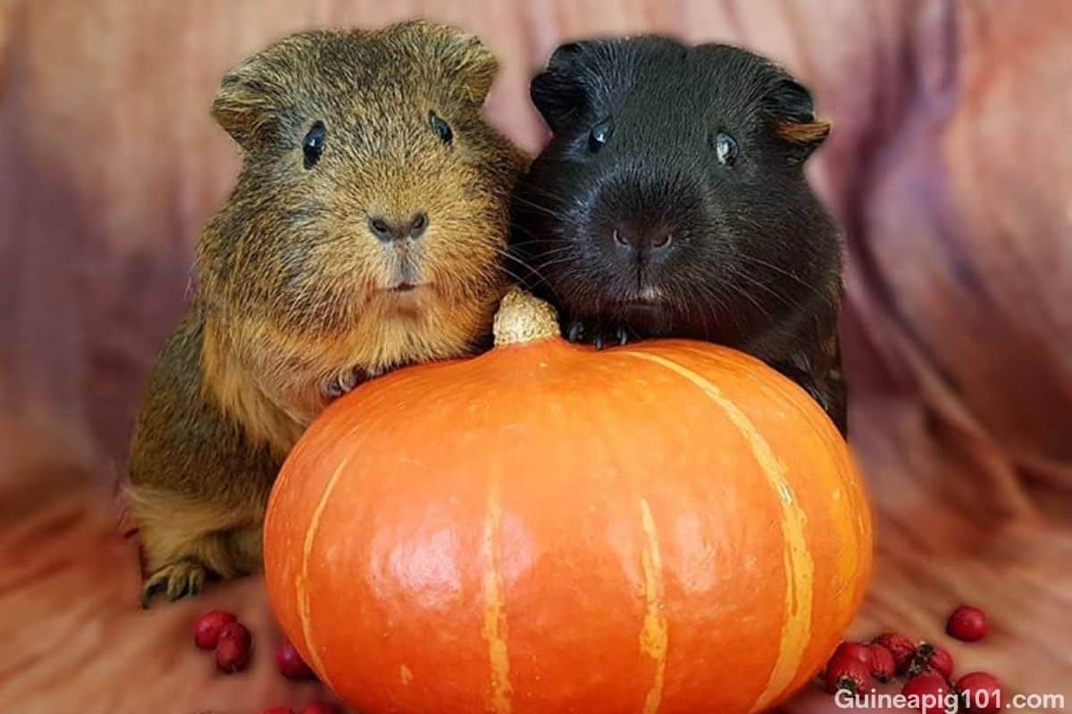 Do guinea pigs eat pumpkin sale