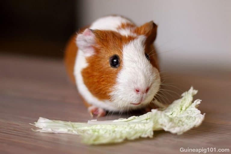 Can Guinea Pigs Eat Cabbage? (Which Variety, Serving, Risks & More)