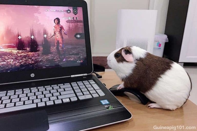 Do Guinea Pigs Like To Watch TV? (Safety+Their Preference) – Guinea Pig 101