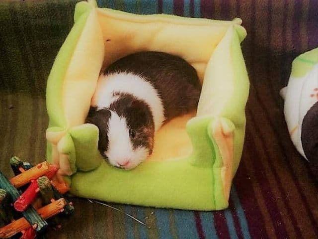 esty Fleece bed cuddle cup for guinea pigs