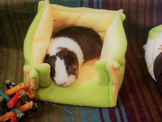 esty Fleece bed cuddle cup for guinea pigs