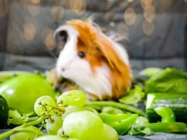 can guinea pigs eat grapes seeds