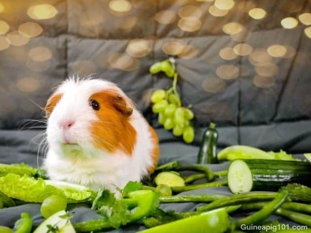 can guinea pigs eat green grapes