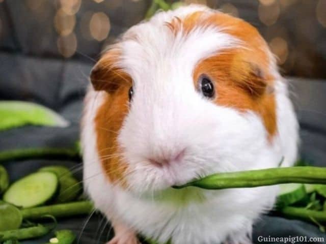 guinea-pigs-green-beans