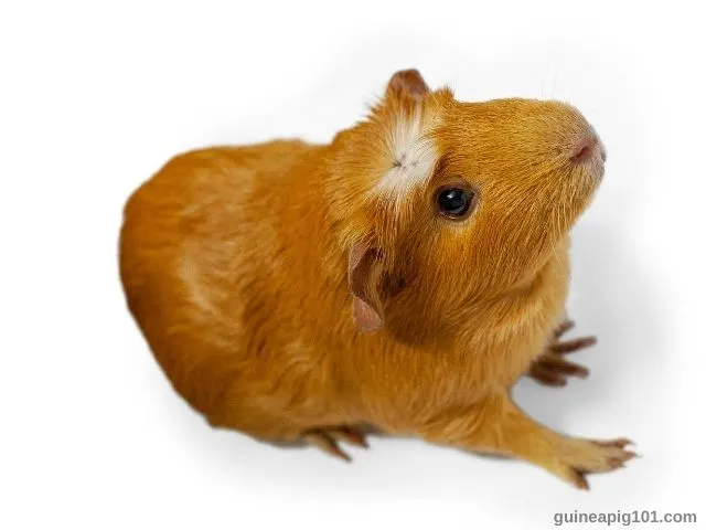 Are Guinea Pigs Noisy At Night? What noises do guinea pigs make?
