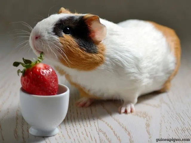 Can Guinea Pigs Eat Strawberries Serving Size Benefits Risks