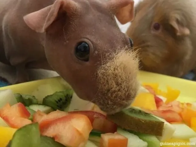 Can Guinea Pigs Eat Kiwi? (Serving Size, Risks & More)