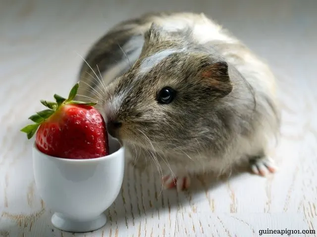 Can Guinea Pigs Eat Strawberries? (Serving Size, Benefits, Risks & More)