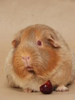 Can Guinea Pigs Eat Cherries? (Hazard, Serving Size & More)