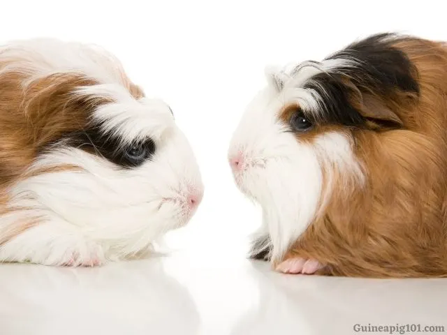 Guinea Pig Dominance(Signs, Behavior and how long does it last)
