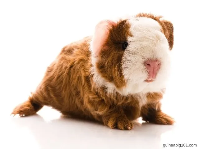 Texel Guinea Pig: Breed Spotlight(Care, Diet & More)