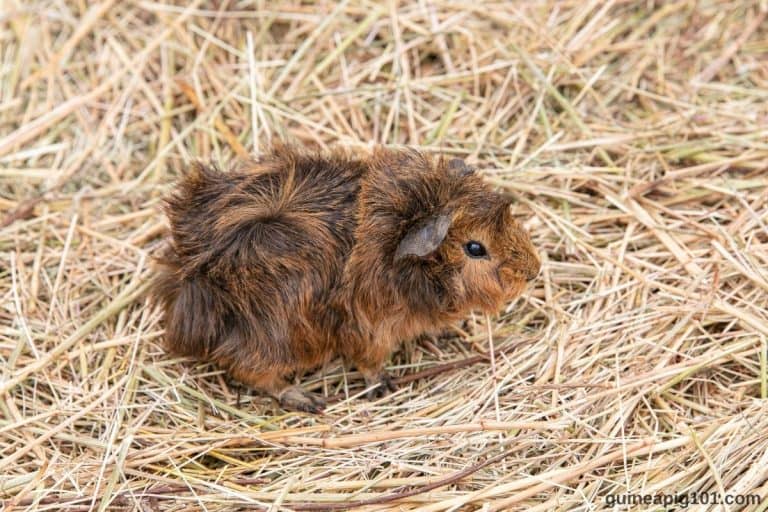 Guinea Pig Guides Guinea Pig 101 Guinea Pig Guides Guinea Pig 101