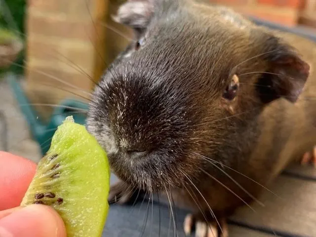 Is kiwi good for guinea pig’s health_