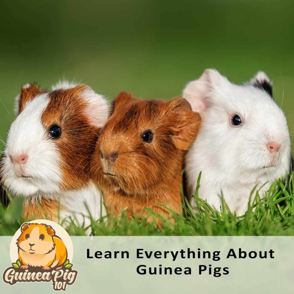 Learn All About Guinea Pigs Guinea Pig 101